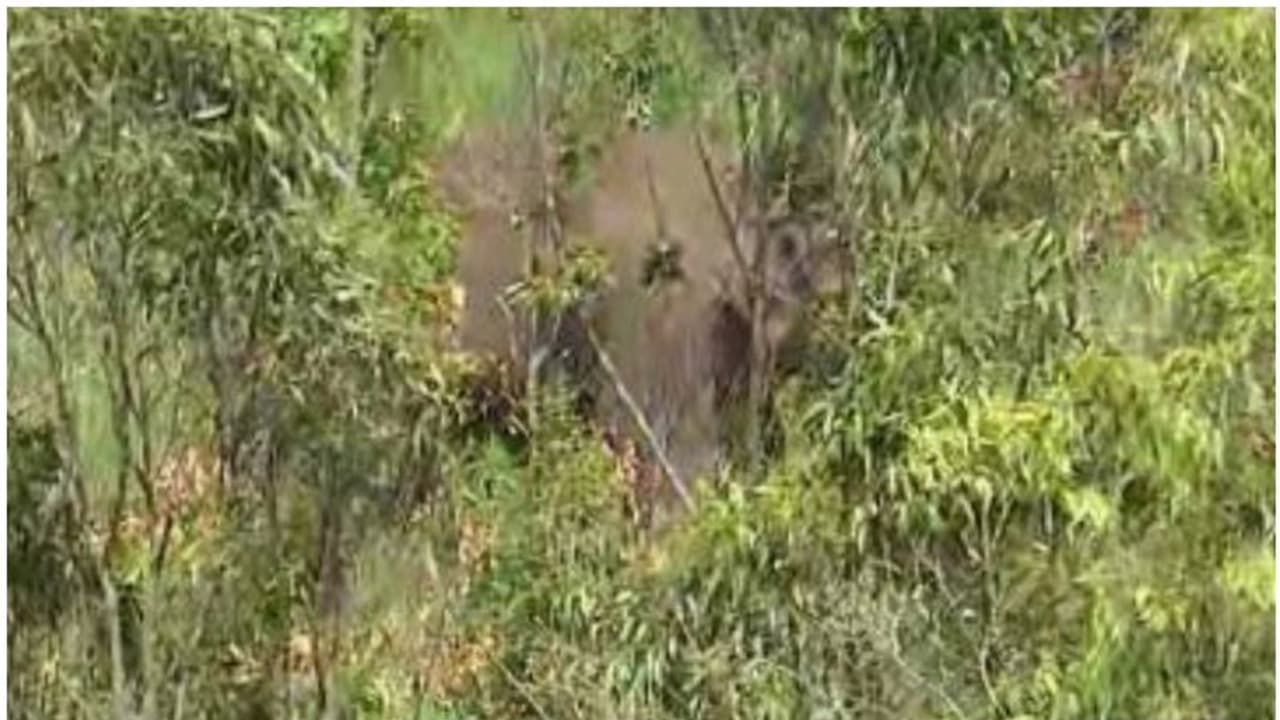 മുന്നിൽ സാക്ഷാൽ ചക്കക്കൊമ്പൻ! ഭയന്നോടവേ ഒന്നും നോക്കിയില്ല, 30 അടി താഴേക്ക് ചാടി: വീട്ടമ്മക്ക് പരിക്ക് മുന്നിൽ സാക്ഷാൽ ചക്കക്കൊമ്പൻ! ഭയന്നോടവേ ഒന്നും നോക്കിയില്ല, 30 അടി താഴേക്ക് ചാടി: വീട്ടമ്മക്ക് പരിക്ക്