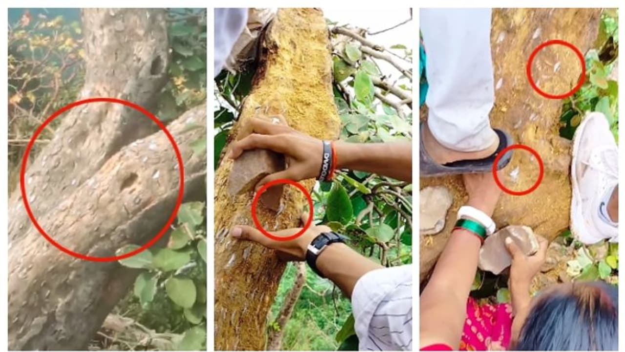 വരുവിന് കാണുവിന് 'പണം കായ്ക്കുന്ന മരം'!; രാജ്ഗിരിലെ പണം കായ്ക്കുന്ന മരത്തിന്റെ വീഡിയോ വൈറല് ! വരുവിന് കാണുവിന് 'പണം കായ്ക്കുന്ന മരം'!; രാജ്ഗിരിലെ പണം കായ്ക്കുന്ന മരത്തിന്റെ വീഡിയോ വൈറല് !