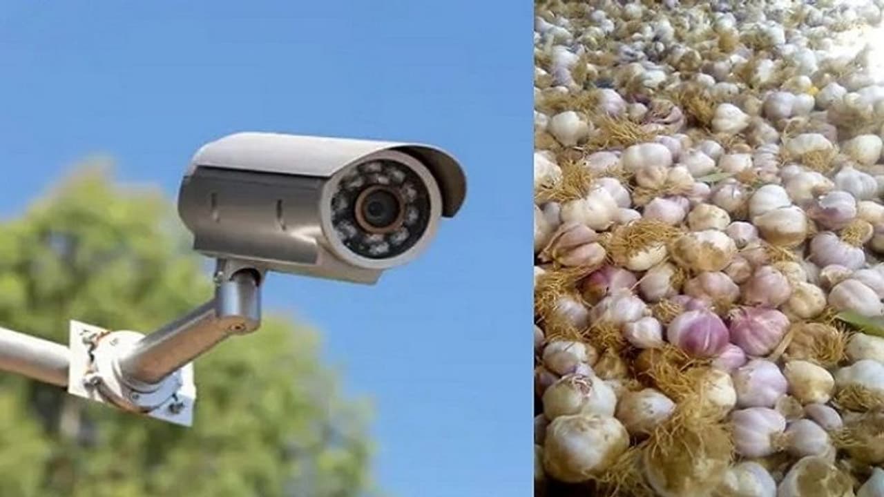 వెల్లుల్లి కిలో రూ.500.. పంట పొలాల్లో సీసీ కెమెరాలతో రైతుల పహారా.. వెల్లుల్లి కిలో రూ.500.. పంట పొలాల్లో సీసీ కెమెరాలతో రైతుల పహారా..
