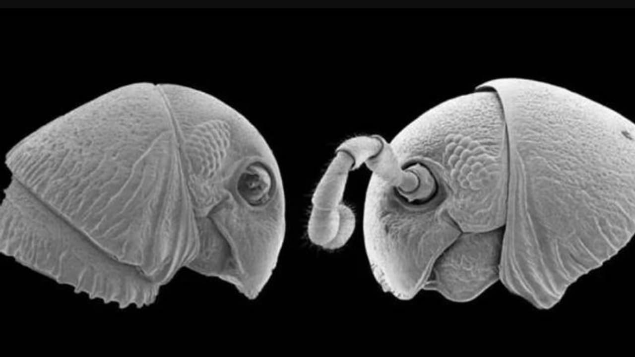 ശരീരം നിറയെ കാലുകൾ, 'അന്യഗ്രഹജീവി'യുടെ മുഖം, ഭയപ്പെടുത്തും രൂപമുള്ള 'ആയിരംകാലികൾ' ശരീരം നിറയെ കാലുകൾ, 'അന്യഗ്രഹജീവി'യുടെ മുഖം, ഭയപ്പെടുത്തും രൂപമുള്ള 'ആയിരംകാലികൾ'