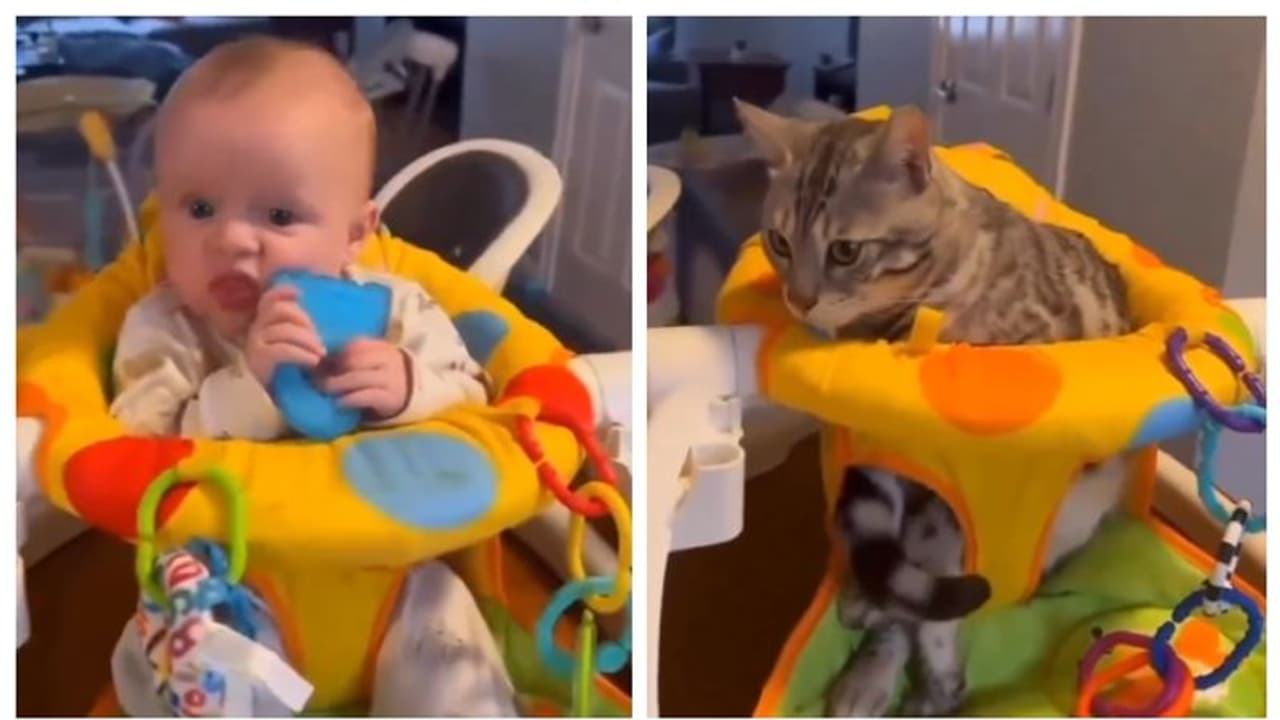 ദാ ഇങ്ങനെ.... ഇങ്ങനെ വേണം ഇരിക്കാന്‍; കൈക്കുഞ്ഞിനെ അനുകരിച്ച് വൈറലായ പൂച്ചയുടെ വീഡിയോ !