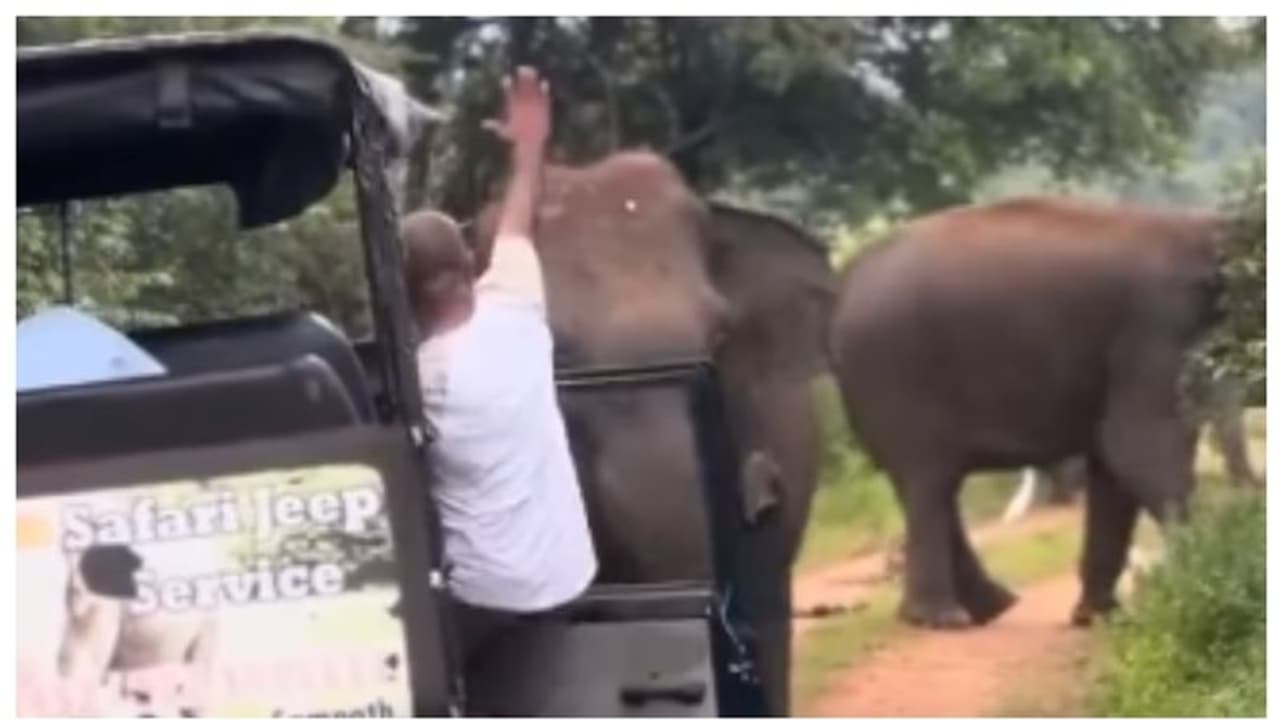  ഭയം അസ്ഥിയിലൂടെ കയറും....; ആക്രമിക്കാനെത്തിയ കാട്ടാനയെ തടയുന്ന ഫോറസ്റ്റ് ഗൈഡിന്‍റെ വീഡിയോ വൈറല്‍ !