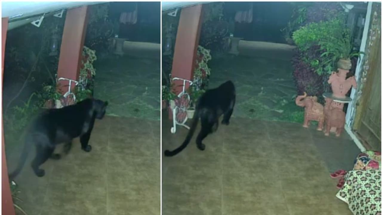 കരിമ്പുലിയും വീട്ടുമുറ്റത്ത്, 'അപൂര്വ്വ സംഭവം'; ഐഎഫ്എസ് ഉദ്യോഗസ്ഥന് പുറത്തുവിട്ടത് നീലഗിരിയിലെ വീഡിയോ കരിമ്പുലിയും വീട്ടുമുറ്റത്ത്, 'അപൂര്വ്വ സംഭവം'; ഐഎഫ്എസ് ഉദ്യോഗസ്ഥന് പുറത്തുവിട്ടത് നീലഗിരിയിലെ വീഡിയോ