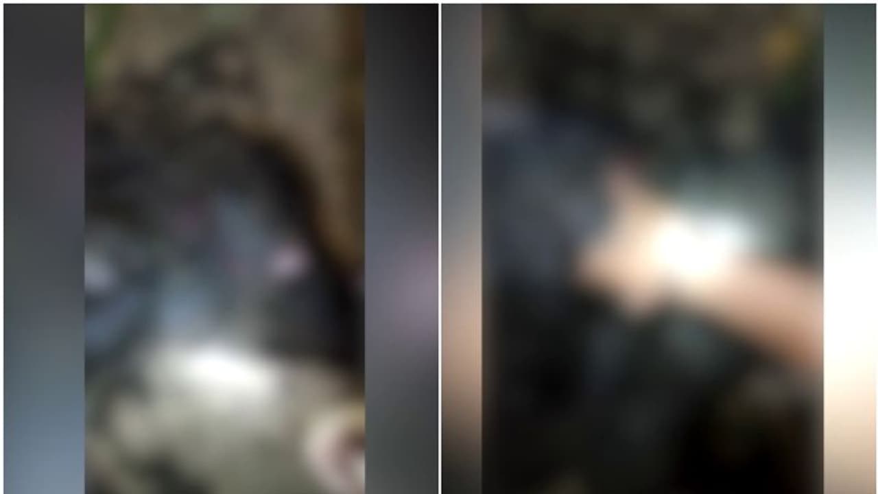 പുല്പ്പള്ളിയില് വീണ്ടും കടുവ ആക്രമണം, പശുക്കിടാവിനെ കടുവ പിടിച്ചു പുല്പ്പള്ളിയില് വീണ്ടും കടുവ ആക്രമണം, പശുക്കിടാവിനെ കടുവ പിടിച്ചു