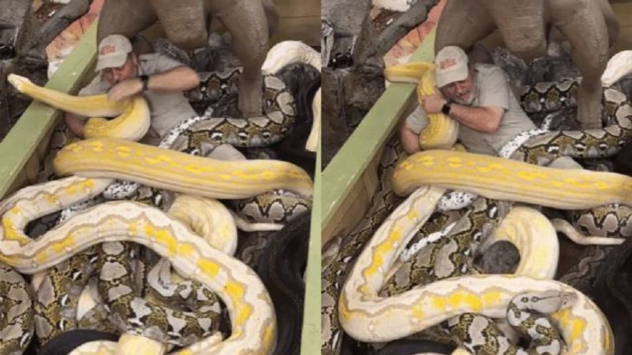 പെട്ടിയിൽ നിറയെ കൂറ്റൻ പെരുമ്പാമ്പുകൾ, ഒപ്പം ഒരു മനുഷ്യനും; ഞെട്ടിക്കും ഈ വീഡിയോ 