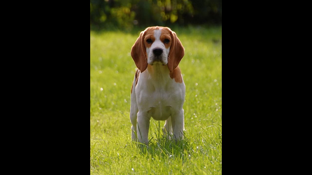 ഉടമയുടെ കാർ മലയിടുക്കിലേക്ക് മറിഞ്ഞു, സഹായത്തിനായി വളർത്തുനായ ഓടിയത് കിലോമീറ്ററുകൾ 
