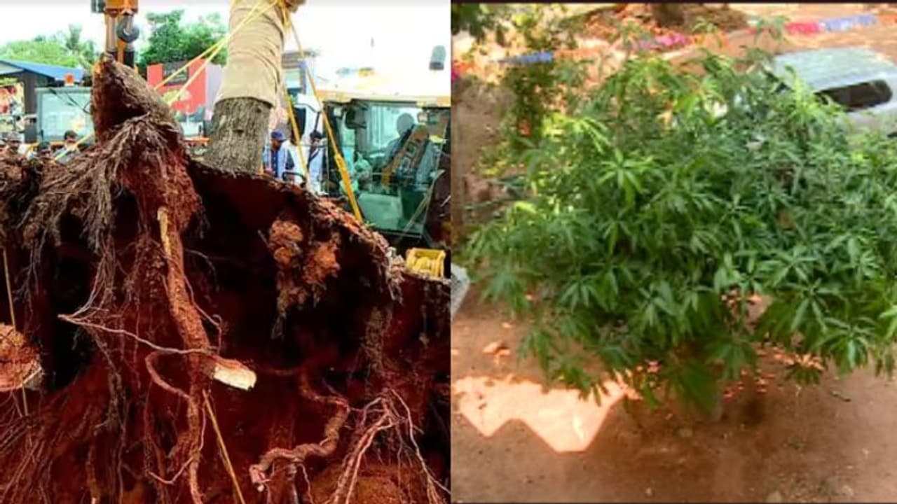 ദേശീയപാതയ്ക്കായി വേരോട് പറിച്ച് മാറ്റിയിട്ടും തളർന്നില്ല, സ്കൂൾ മുറ്റത്ത് പൂവിട്ട് തണലുമായി 'പയസ്വിനി' 