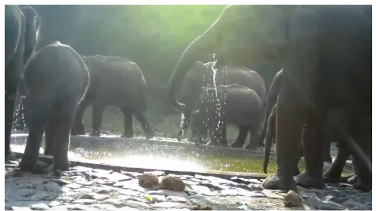 ഇതാണ് വൈബ് ! വനത്തിനുള്ളിലെ കുളത്തില് വെള്ളം കുടിക്കാനെത്തിയ ആനക്കൂട്ടത്തിന്റെ വീഡിയോ വൈറല് ഇതാണ് വൈബ് ! വനത്തിനുള്ളിലെ കുളത്തില് വെള്ളം കുടിക്കാനെത്തിയ ആനക്കൂട്ടത്തിന്റെ വീഡിയോ വൈറല്