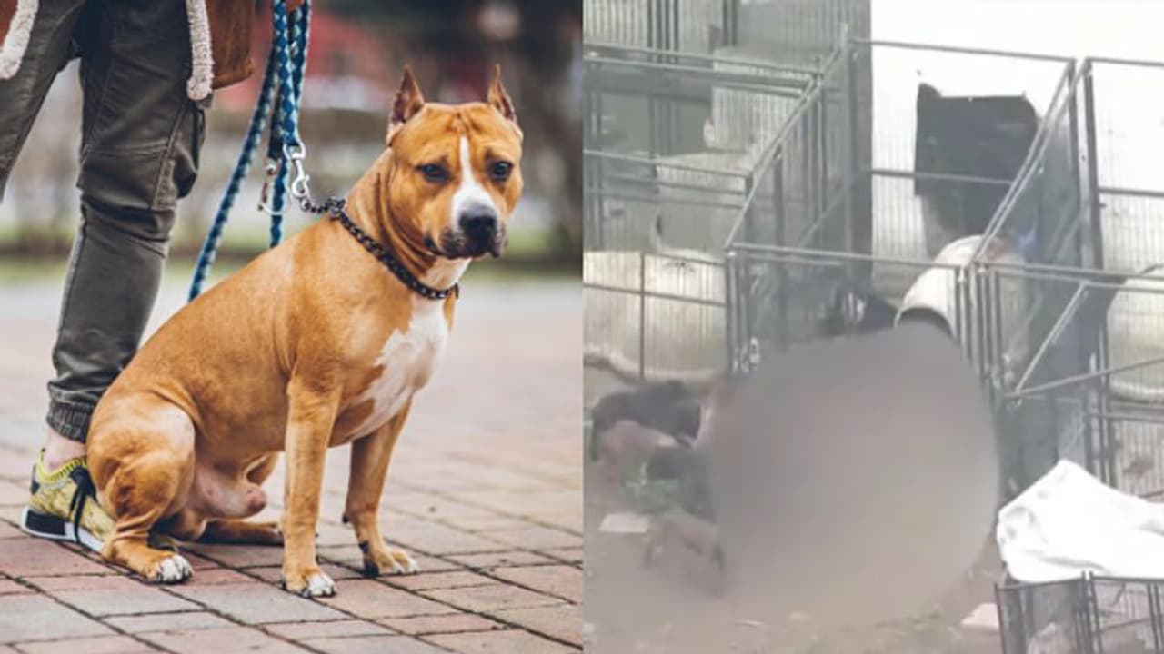 വീട്ടിൽ വളർത്തിയത് 13 നായകളെ, ഭക്ഷണം നൽകാനെത്തിയ ഉടമയെ കടിച്ച് കീറി കൊന്ന് വളർത്തുനായകൾ വീട്ടിൽ വളർത്തിയത് 13 നായകളെ, ഭക്ഷണം നൽകാനെത്തിയ ഉടമയെ കടിച്ച് കീറി കൊന്ന് വളർത്തുനായകൾ