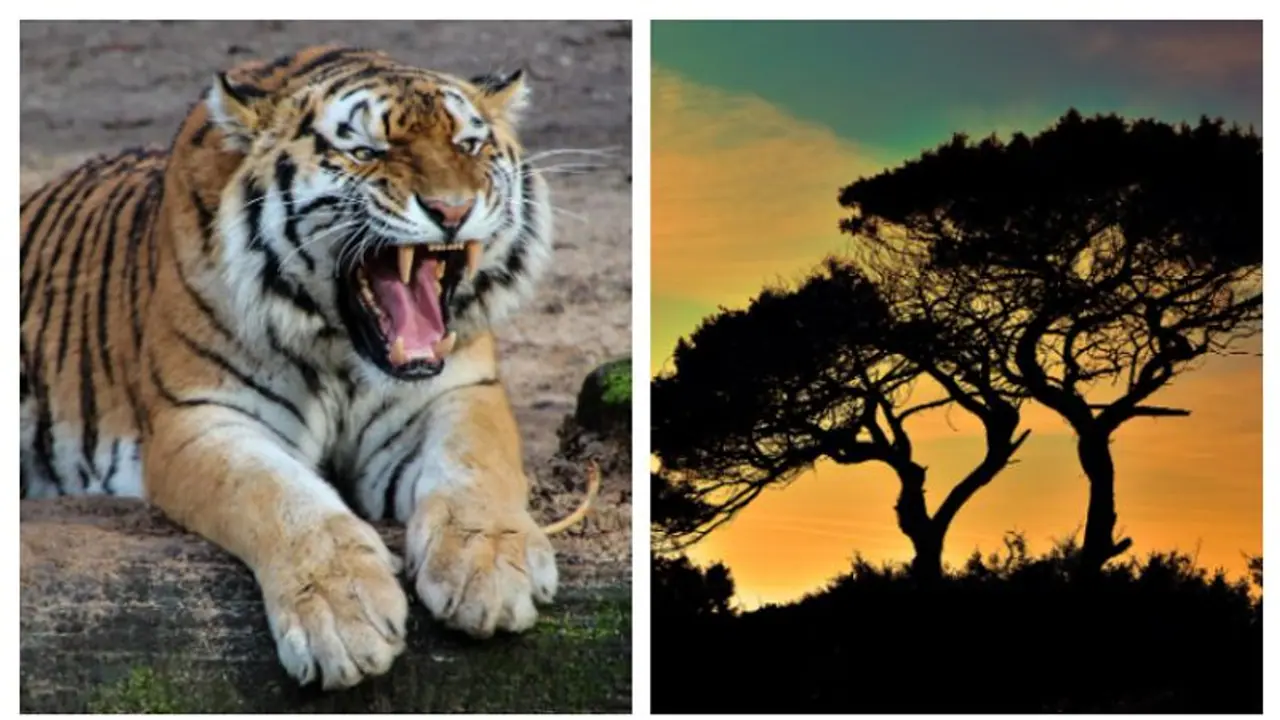Bandhavgarh to Kanha: 7 national parks you must visit when in Madhya Pradesh