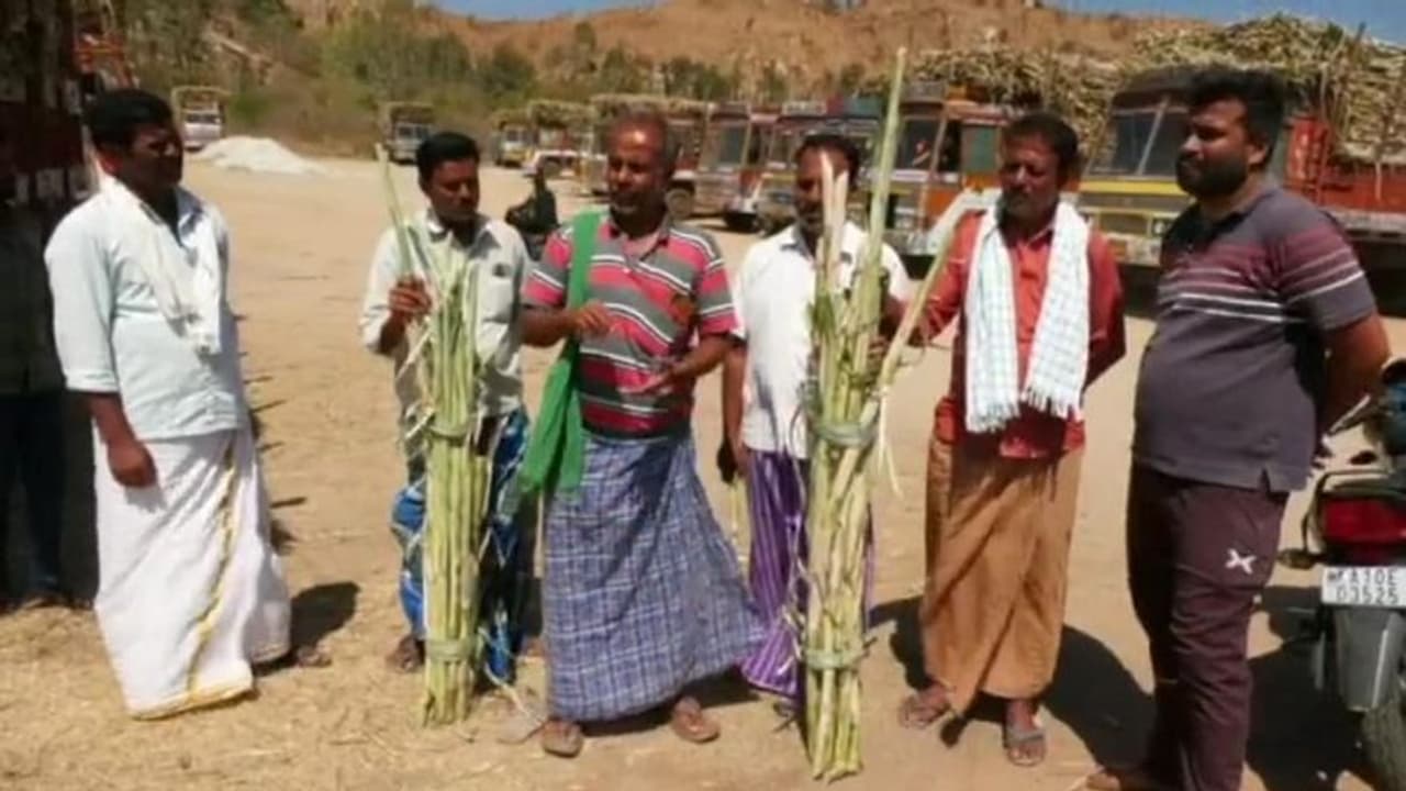 ಎಳೆ ಕಬ್ಬು ನುರಿಸಲು ಮುಂದಾಯ್ತು ಕಾರ್ಖಾನೆ: ಬಣ್ಣಾರಿ ಅಮ್ಮನ್ ಸಕ್ಕರೆ ಕಾರ್ಖಾನೆ ವಿರುದ್ಧ ರೈತರ ಆರೋಪ! ಎಳೆ ಕಬ್ಬು ನುರಿಸಲು ಮುಂದಾಯ್ತು ಕಾರ್ಖಾನೆ: ಬಣ್ಣಾರಿ ಅಮ್ಮನ್ ಸಕ್ಕರೆ ಕಾರ್ಖಾನೆ ವಿರುದ್ಧ ರೈತರ ಆರೋಪ!