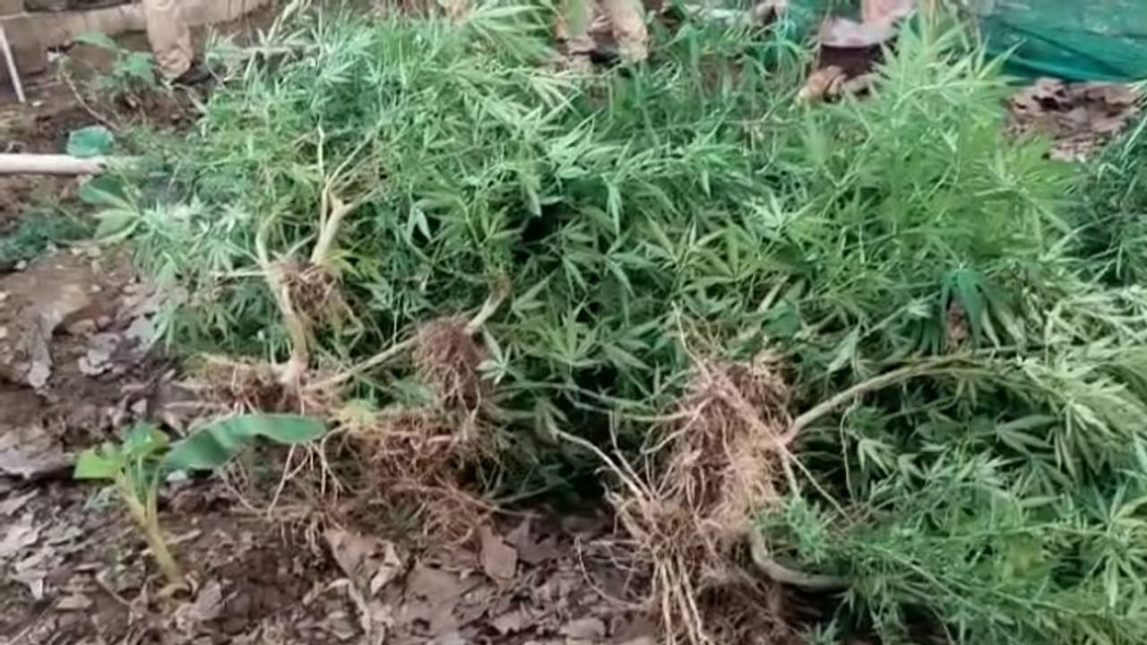 ആർക്കും കാണാവുന്ന രീതിയിൽ വീട്ടുവളപ്പിൽ കഞ്ചാവ് തോട്ടം, വേരോടെ പിഴുത് എക്സൈസ് സംഘം ആർക്കും കാണാവുന്ന രീതിയിൽ വീട്ടുവളപ്പിൽ കഞ്ചാവ് തോട്ടം, വേരോടെ പിഴുത് എക്സൈസ് സംഘം