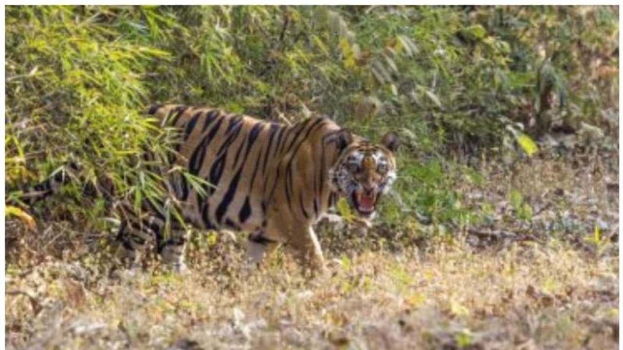 Tiger: சிறுமுகை வனச்சரகத்தில் பெண் புலி மர்ம மரணம்; கோவை வனத்துறை அதிகாரிகள் விசாரணை