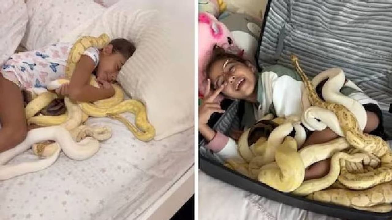 എന്തിനിത് ചെയ്യുന്നു? സ്യൂട്ട്കേസ് നിറയെ പാമ്പുകൾ, ഒരുമിച്ചൊരു കൊച്ചുപെൺകുട്ടി, വീഡിയോ എന്തിനിത് ചെയ്യുന്നു? സ്യൂട്ട്കേസ് നിറയെ പാമ്പുകൾ, ഒരുമിച്ചൊരു കൊച്ചുപെൺകുട്ടി, വീഡിയോ