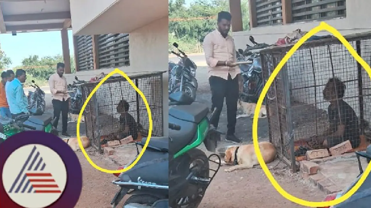 ಬಾರ್‌ನಲ್ಲಿದ್ದ ನಾಯಿ ಕದ್ದಿದ್ದಕ್ಕೆ ಕುಡುಕನನ್ನ ನಾಯಿಯಂತೆ ನಡೆಸಿಕೊಂಡ ಸಿಬ್ಬಂದಿ! 