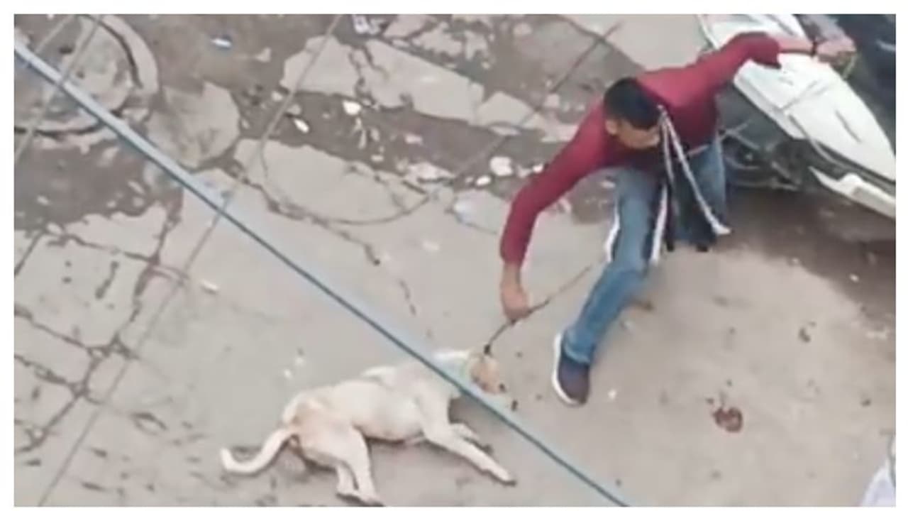 അവശനായ നായയെ കമ്പിക്കുരുക്കിട്ട് കൊലപ്പെടുത്തുന്ന ദില്ലി സ്വദേശിയുടെ ഞെട്ടിക്കുന്ന വീഡിയോ പുറത്ത് !