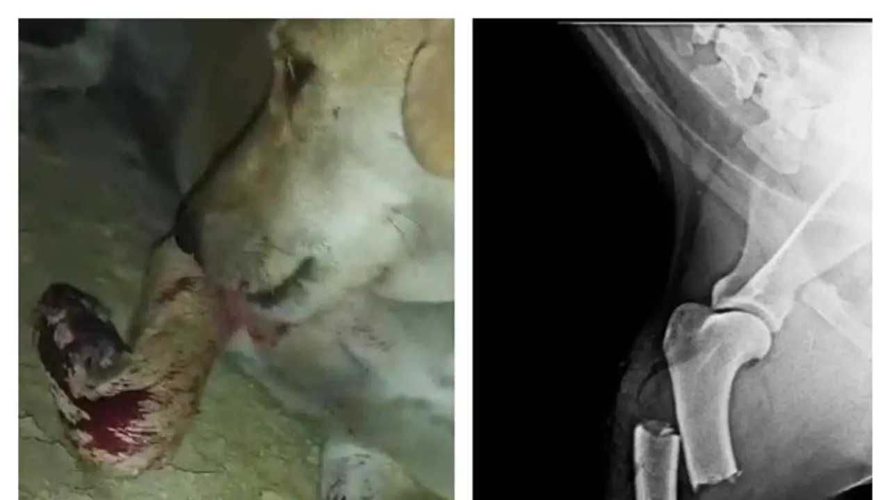 Lucknow couple faces charges for brutal assault on stray dog, sparks outrage (WATCH) Lucknow couple faces charges for brutal assault on stray dog, sparks outrage (WATCH)