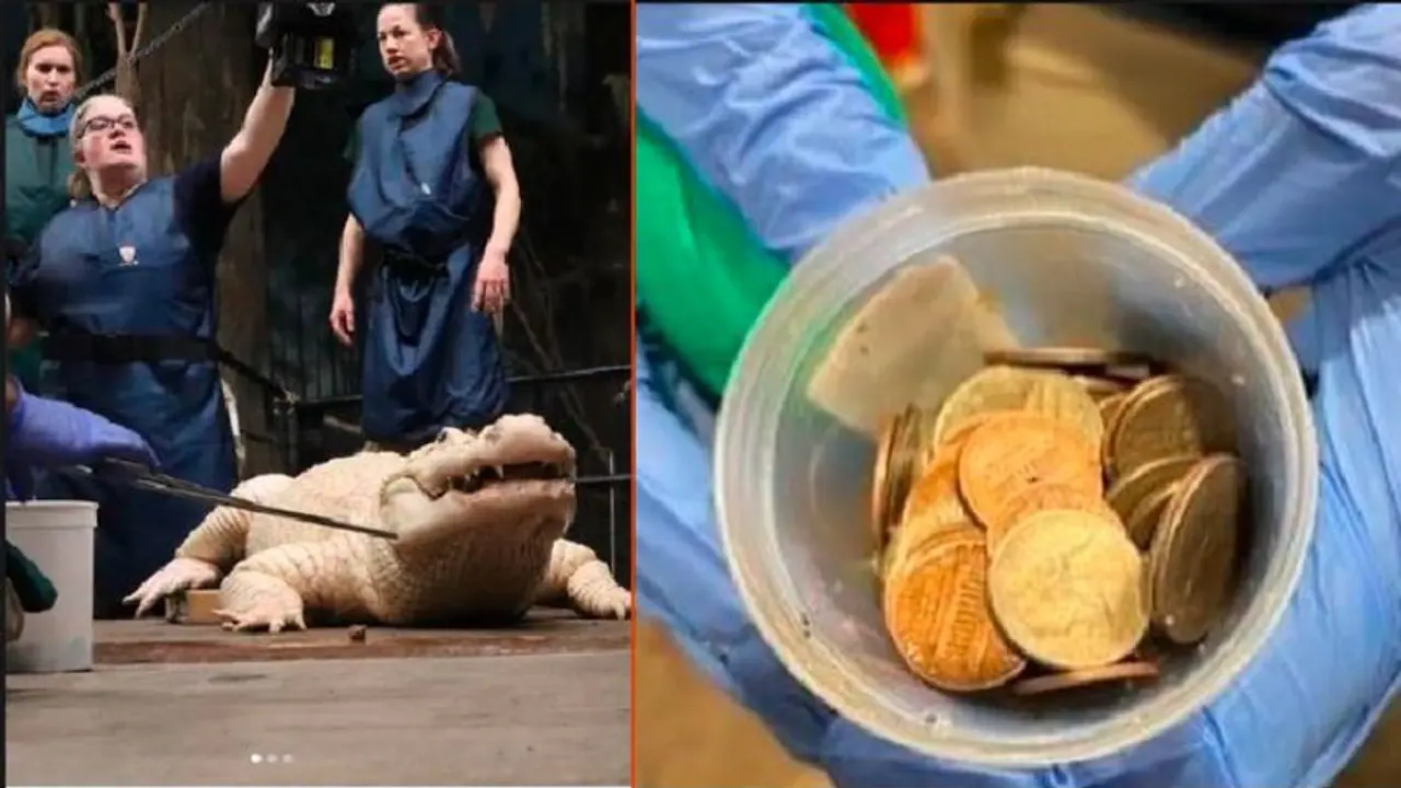 ಝೂನಲ್ಲಿದ್ದ ಮೊಸಳೆಯ ಹೊಟ್ಟೆಯೊಳಗಿದ್ದ 70ಕ್ಕೂ ಹೆಚ್ಚು ನಾಣ್ಯಗಳ ಹೊರತೆಗೆದ ವೈದ್ಯರು