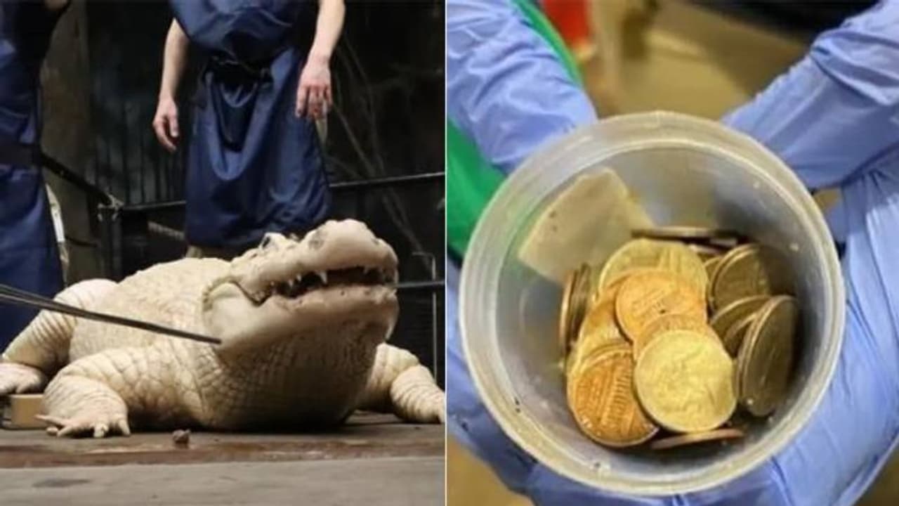 മനുഷ്യരെക്കൊണ്ട് എവിടെയും രക്ഷയില്ല; ചീങ്കണ്ണിയുടെ വയറ്റിൽ കണ്ടെത്തിയത് 70 നാണയങ്ങൾ..!