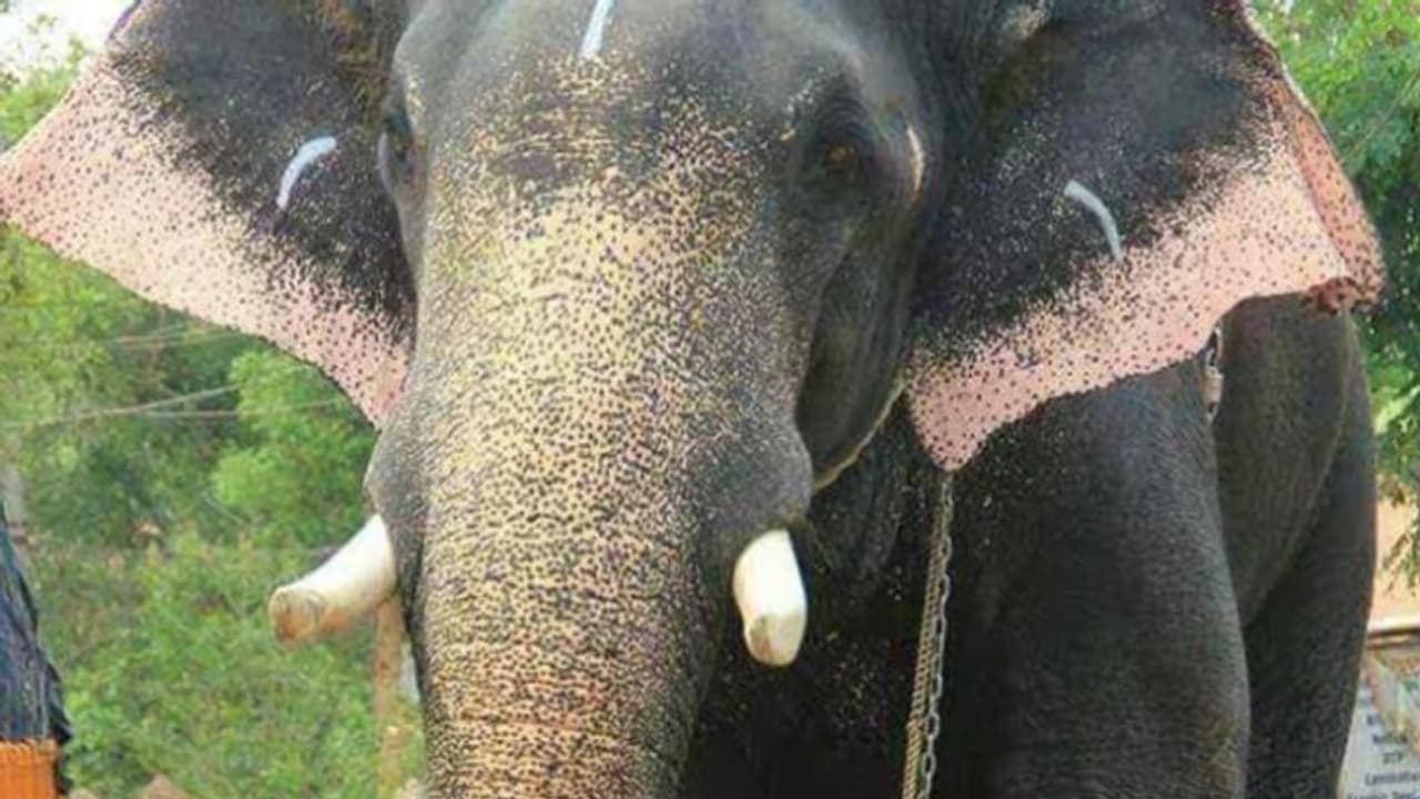 ആനയ്ക്ക് ഇൻഷുറൻസ് തുക നിഷേധിക്കാൻ ന്യായങ്ങള് നിരത്തി കമ്പനി; നാലര ലക്ഷം നഷ്ടപരിഹാരം നൽകാൻ വിധി ആനയ്ക്ക് ഇൻഷുറൻസ് തുക നിഷേധിക്കാൻ ന്യായങ്ങള് നിരത്തി കമ്പനി; നാലര ലക്ഷം നഷ്ടപരിഹാരം നൽകാൻ വിധി