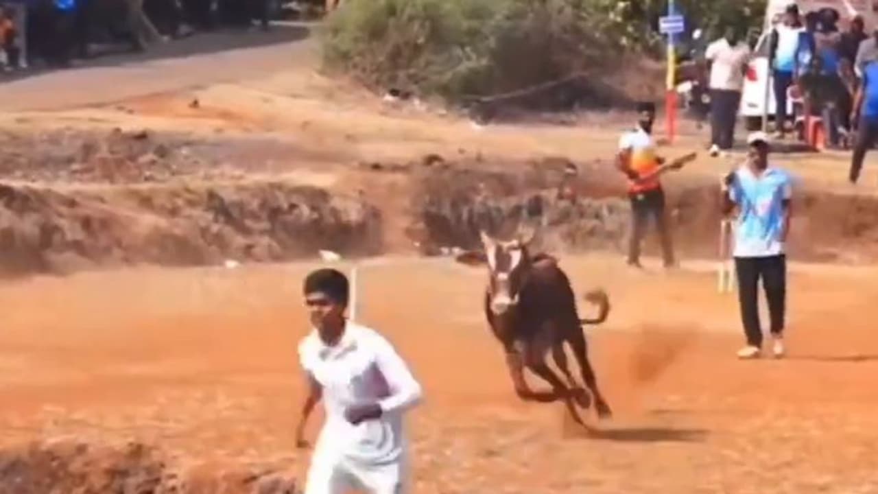 ಕ್ರಿಕೆಟ್ ಪಂದ್ಯಕ್ಕೆ ಎಂಟ್ರಿಕೊಟ್ಟ ಎತ್ತು, ಬೌಲರ್ನ ಅಟ್ಟಾಡಿಸಿದ ವಿಡಿಯೋ ವೈರಲ್! ಕ್ರಿಕೆಟ್ ಪಂದ್ಯಕ್ಕೆ ಎಂಟ್ರಿಕೊಟ್ಟ ಎತ್ತು, ಬೌಲರ್ನ ಅಟ್ಟಾಡಿಸಿದ ವಿಡಿಯೋ ವೈರಲ್!