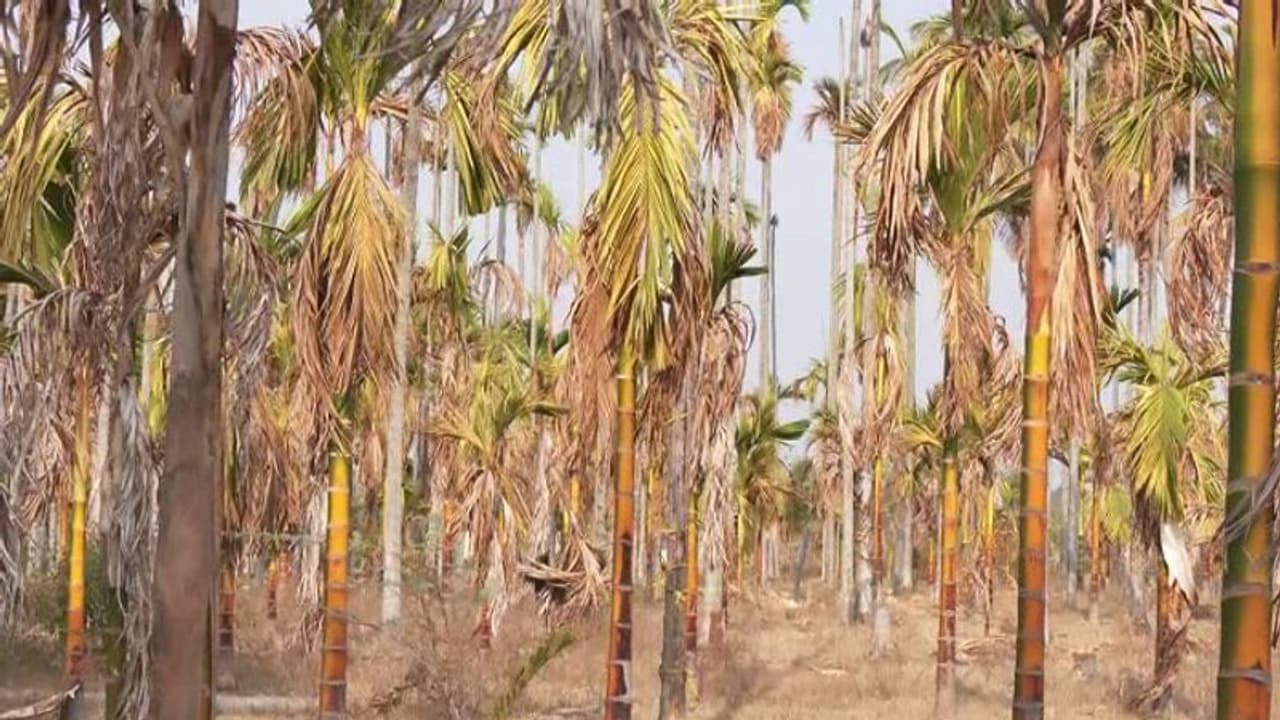 ಚಿಕ್ಕಮಗಳೂರಲ್ಲಿ ಬೇಸಿಗೆಗೂ ಮೊದಲೇ ನೀರಿಗೆ ಬರ, ಕಂಗಾಲಾದ ರೈತರು..! ಚಿಕ್ಕಮಗಳೂರಲ್ಲಿ ಬೇಸಿಗೆಗೂ ಮೊದಲೇ ನೀರಿಗೆ ಬರ, ಕಂಗಾಲಾದ ರೈತರು..!