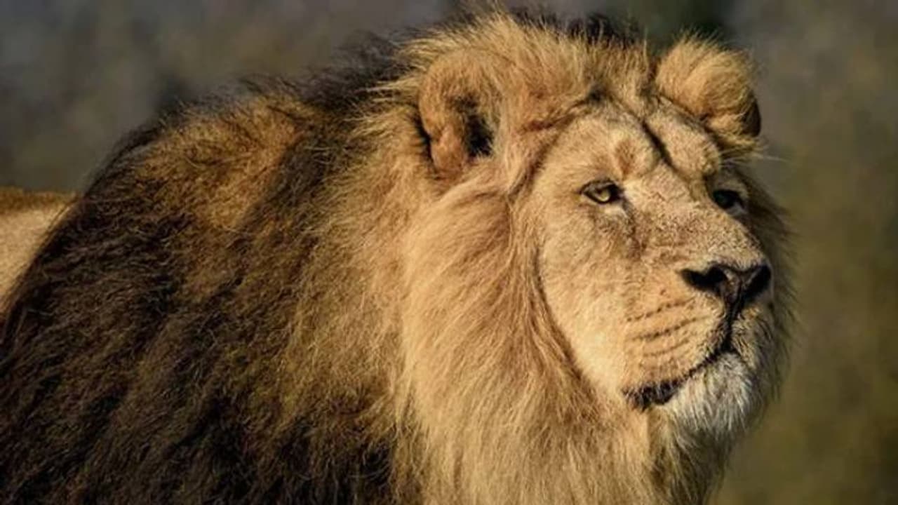 ജനിച്ചനാൾ മുതല് പരിചരിച്ചിരുന്നയാളെ കടിച്ചുകീറിക്കൊന്ന് സിംഹം, നടുക്കം മാറാതെ മൃഗശാല ജനിച്ചനാൾ മുതല് പരിചരിച്ചിരുന്നയാളെ കടിച്ചുകീറിക്കൊന്ന് സിംഹം, നടുക്കം മാറാതെ മൃഗശാല