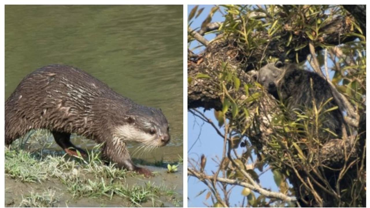 ഒറ്റക്കൊമ്പൻ കാണ്ടാമൃഗങ്ങളുടെ താവളമായ കാസിരംഗയിൽ നിന്ന് പുതിയ രണ്ട് സസ്തനികളെ കൂടി