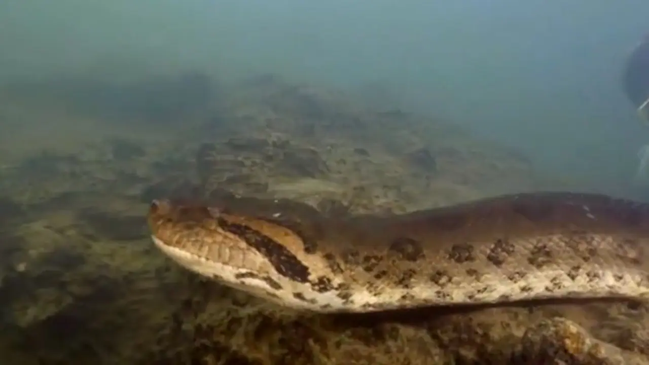 ಅಮೆಜಾನ್ ಕಾಡಿನಲ್ಲಿ ವಿಶ್ವದ ದೈತ್ಯ ಗಾತ್ರದ ಅನಕೊಂಡ ಹಾವು ಪತ್ತೆ, ಈ ಪ್ರಭೇದ ಅತಿ ವಿರಳ!