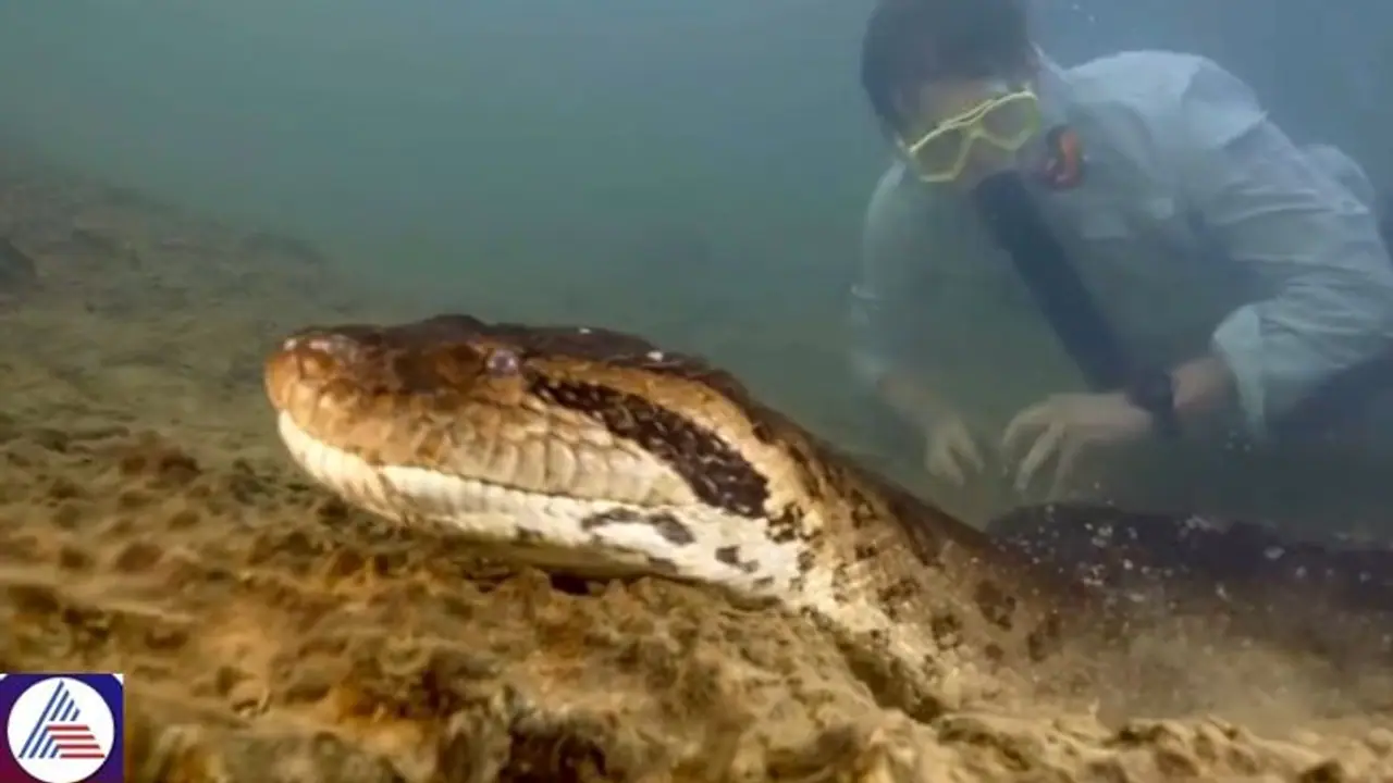 World’s largest snake, 26 feet northern green anaconda found in Amazon rainforest (WATCH)