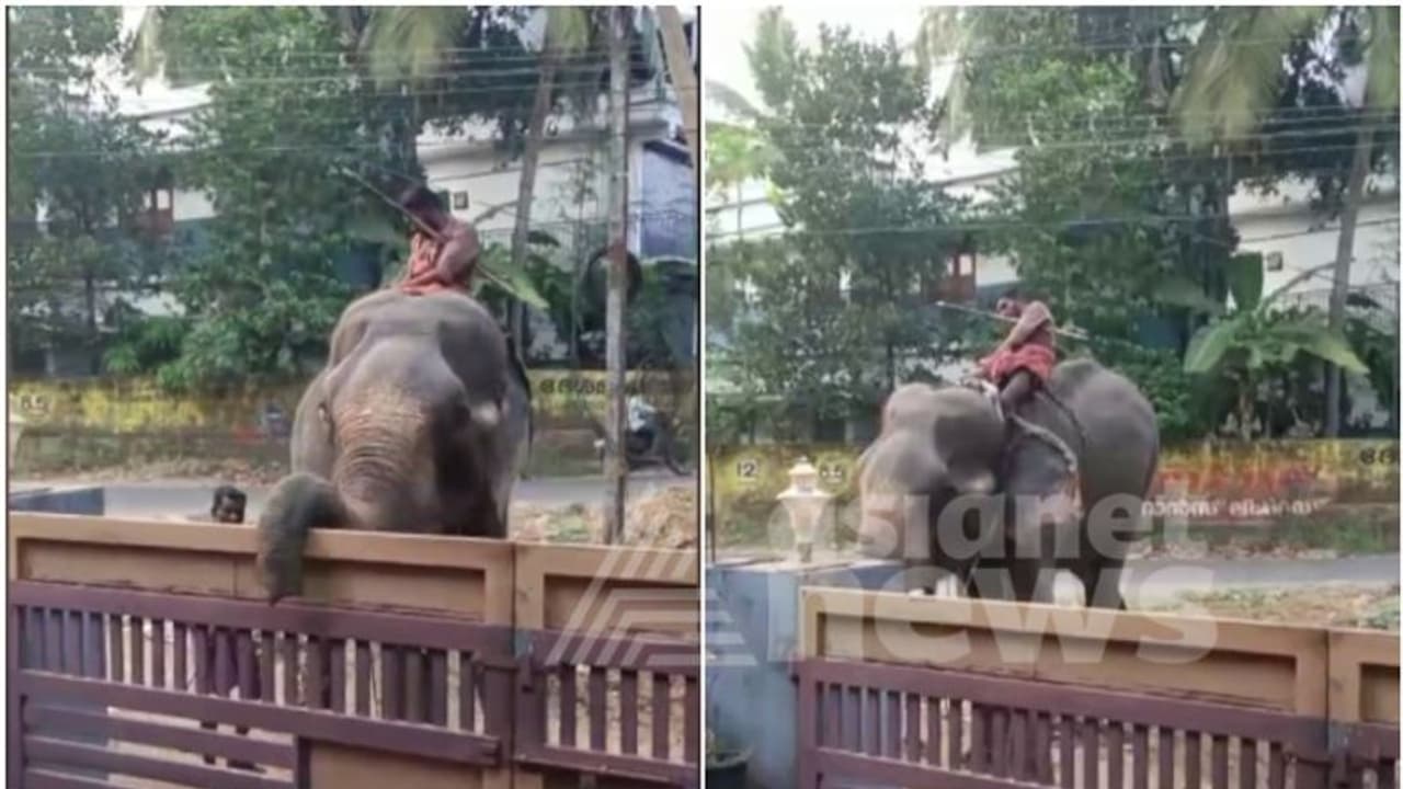 വീണ്ടും ആനക്കലി, തൃശൂരില് പൂരത്തിനെത്തിച്ച ആന ഇടഞ്ഞു; ആനപ്പുറത്തിരുന്ന പാപ്പാനെ കുടഞ്ഞെറിഞ്ഞു വീണ്ടും ആനക്കലി, തൃശൂരില് പൂരത്തിനെത്തിച്ച ആന ഇടഞ്ഞു; ആനപ്പുറത്തിരുന്ന പാപ്പാനെ കുടഞ്ഞെറിഞ്ഞു