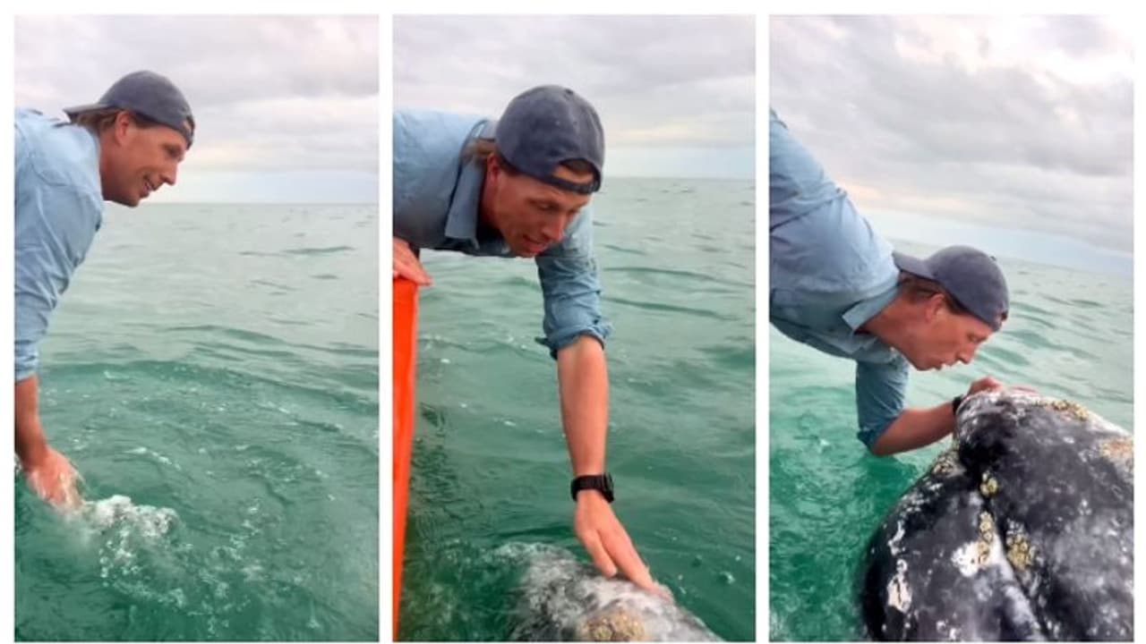 കടല് വെള്ളത്തില് കൈവച്ച് യുവാവ്; പിന്നാലെ ഉയര്ന്നുവന്നത് തിമിംഗലം; കാഴ്ച കണ്ട് അന്തം വിട്ട് സോഷ്യല് മീഡിയ കടല് വെള്ളത്തില് കൈവച്ച് യുവാവ്; പിന്നാലെ ഉയര്ന്നുവന്നത് തിമിംഗലം; കാഴ്ച കണ്ട് അന്തം വിട്ട് സോഷ്യല് മീഡിയ