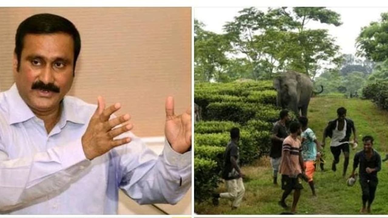 யானை தாக்கி 3 ஆண்டுகளில் 152 பேர் உயிரிழப்பு.. தடுப்பதற்கான திட்டத்தை அரசு சிந்திக்கவில்லை அன்புமணி ஆவேசம்