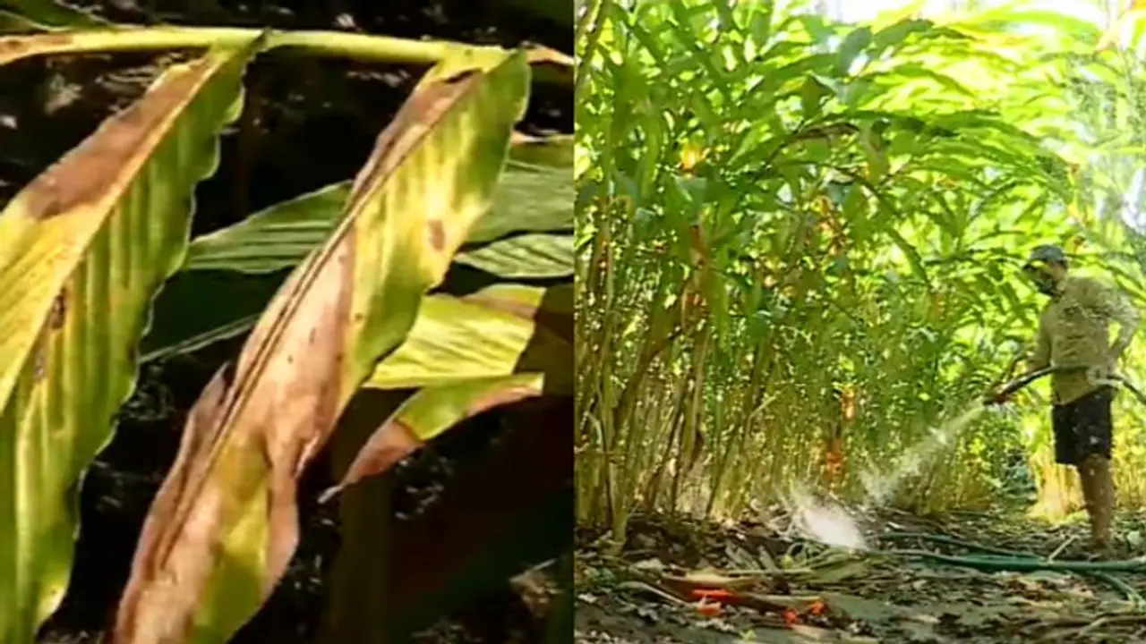 ആ തണുപ്പെവിടെ? മഞ്ഞുകാലമെവിടെ? പൊള്ളുന്ന ചൂടിൽ ഉള്ളുരുകി ഏലം കർഷകർ ആ തണുപ്പെവിടെ? മഞ്ഞുകാലമെവിടെ? പൊള്ളുന്ന ചൂടിൽ ഉള്ളുരുകി ഏലം കർഷകർ