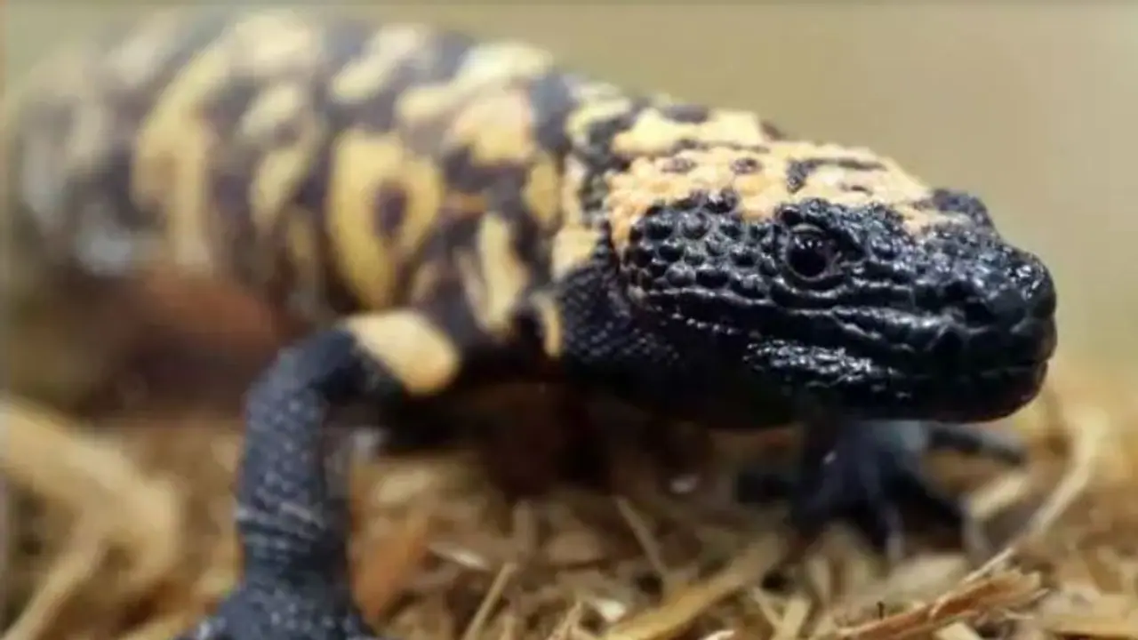 ತಾನೇ ಪ್ರೀತಿಯಿಂದ ಸಾಕಿದ್ದ ಹಲ್ಲಿ ಕಚ್ಚಿ ವ್ಯಕ್ತಿ ಸಾವು ತಾನೇ ಪ್ರೀತಿಯಿಂದ ಸಾಕಿದ್ದ ಹಲ್ಲಿ ಕಚ್ಚಿ ವ್ಯಕ್ತಿ ಸಾವು