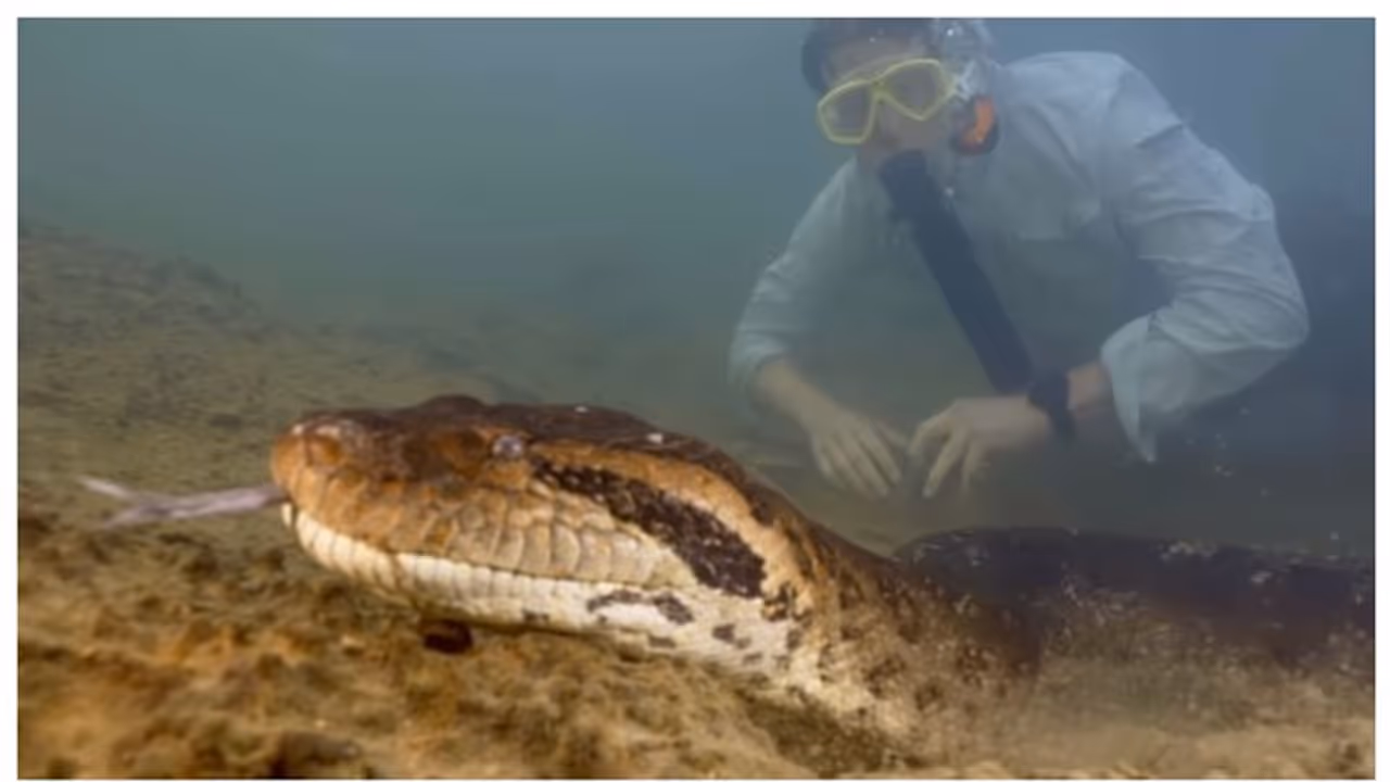 അമ്പമ്പോ.. ; 26 അടി നീളം, 2 ടണ്ണിലേറെ ഭാരം; ലോകത്തിലെ ഏറ്റവും വലിയ പാമ്പ് ഇതുതന്നെയെന്ന് ശാസ്ത്രജ്ഞർ അമ്പമ്പോ.. ; 26 അടി നീളം, 2 ടണ്ണിലേറെ ഭാരം; ലോകത്തിലെ ഏറ്റവും വലിയ പാമ്പ് ഇതുതന്നെയെന്ന് ശാസ്ത്രജ്ഞർ