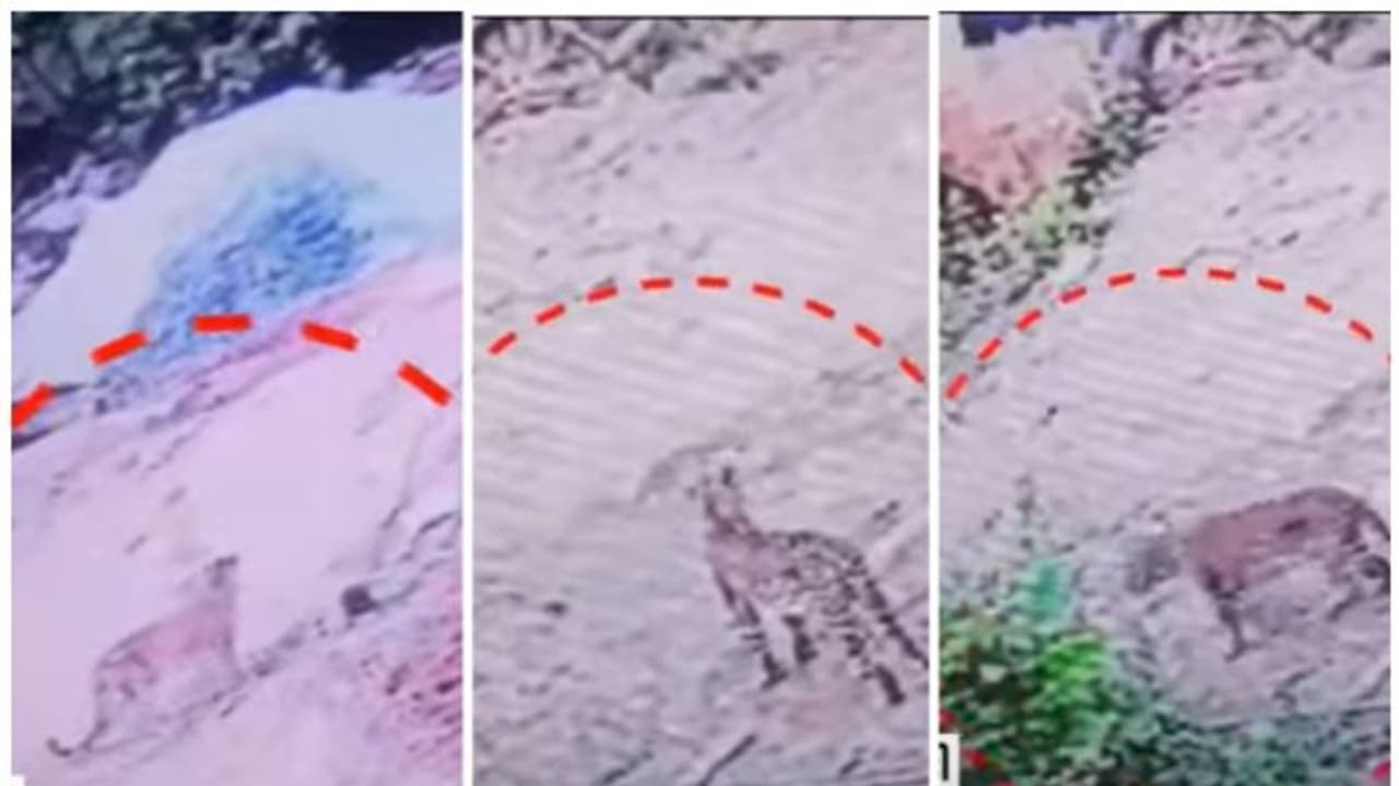 ആരും പുറത്തിറങ്ങരുതെന്ന് ജാഗ്രതാ നിർദേശം; കോടഞ്ചേരിയിൽ പുലിയിറങ്ങി, 3 എണ്ണമുണ്ടെന്ന് നാട്ടുകാർ ആരും പുറത്തിറങ്ങരുതെന്ന് ജാഗ്രതാ നിർദേശം; കോടഞ്ചേരിയിൽ പുലിയിറങ്ങി, 3 എണ്ണമുണ്ടെന്ന് നാട്ടുകാർ