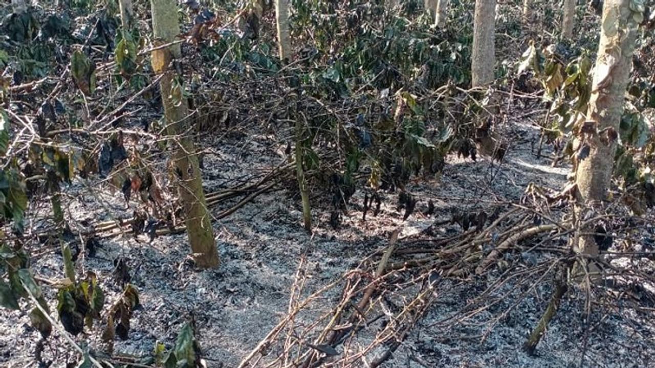 ಚಿಕ್ಕಮಗಳೂರು: ಬೆಂಕಿ ಕಿಡಿಗೆ ಹೊತ್ತಿ ಉರಿದ ಕಾಫಿ ತೋಟ, ಲಕ್ಷಾಂತರ ರೂ. ಮೌಲ್ಯದ ಮೆಣಸು, ಅಡಿಕೆ, ಬಾಳೆ ಭಸ್ಮ..! ಚಿಕ್ಕಮಗಳೂರು: ಬೆಂಕಿ ಕಿಡಿಗೆ ಹೊತ್ತಿ ಉರಿದ ಕಾಫಿ ತೋಟ, ಲಕ್ಷಾಂತರ ರೂ. ಮೌಲ್ಯದ ಮೆಣಸು, ಅಡಿಕೆ, ಬಾಳೆ ಭಸ್ಮ..!