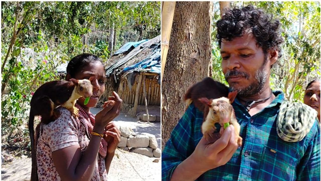 'ചക്കരേ' എന്ന ഒറ്റ വിളി, ഓടിയെത്തും ഈ മലയണ്ണാൻ; മൃഗങ്ങളുടെ ഭീതിതമായ കഥകൾ മാത്രമല്ല, ആത്മബന്ധങ്ങളുടേതുമുണ്ട്