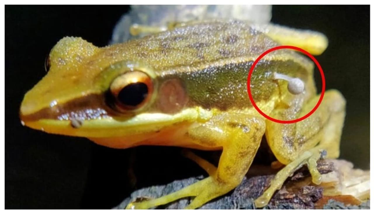 ഇതെന്ത് കൂണ്? പശ്ചിമഘട്ടത്തില് ജീവനുള്ള തവളയുടെ ശരീരത്തിൽ നിന്നും മുളച്ച് പൊന്തിയത് കൂണ്! ഇതെന്ത് കൂണ്? പശ്ചിമഘട്ടത്തില് ജീവനുള്ള തവളയുടെ ശരീരത്തിൽ നിന്നും മുളച്ച് പൊന്തിയത് കൂണ്!