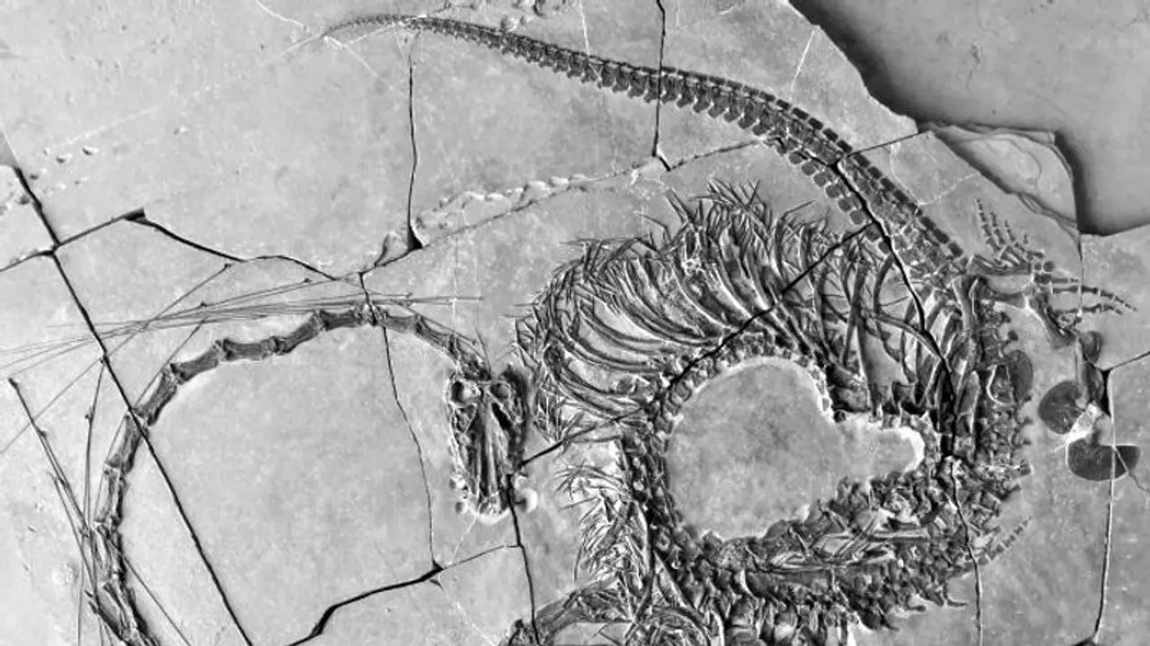 Unveiled: Complete fossil of a 240 million year old 'Dragon' Unveiled: Complete fossil of a 240 million year old 'Dragon'