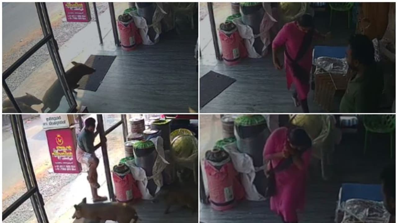 എക്സ്യൂസ്മീ, ഇത് കാടല്ല, കടയാണ് കേട്ടോ! പറഞ്ഞ് തീരും മുന്നേ ഉഗ്രനൊരു തൊഴി, ചടയമംഗലത്ത് കടയിൽ കാട്ടുപന്നികൾ