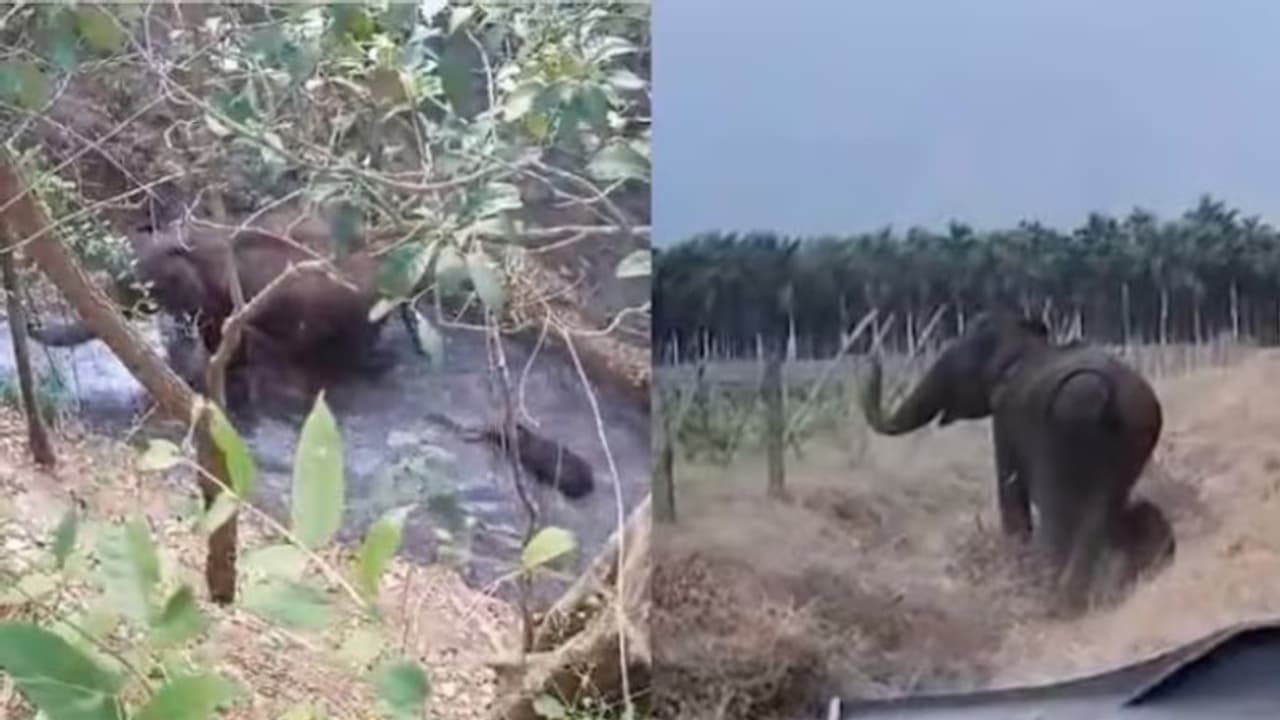 'ആനക്കുട്ടിയെ രക്ഷിച്ചതിന് അമ്മയാനയുടെ നന്ദി'; വീഡിയോ... 'ആനക്കുട്ടിയെ രക്ഷിച്ചതിന് അമ്മയാനയുടെ നന്ദി'; വീഡിയോ...