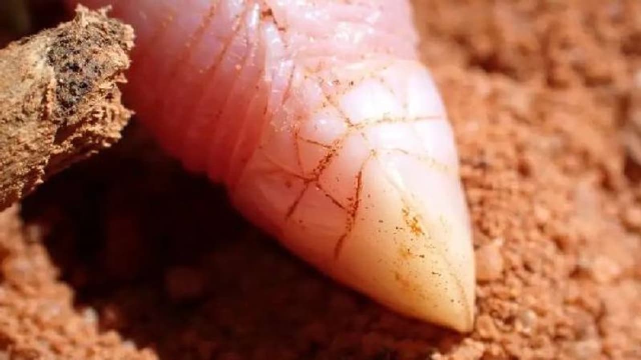 90 വർഷത്തിന് ശേഷം അവൻ വീണ്ടുമെത്തി; കൂർത്ത മുഖം, കാലുകളില്ല, ഭൂമിക്കടിയിൽ കഴിയുന്ന ആ വിചിത്രപല്ലി