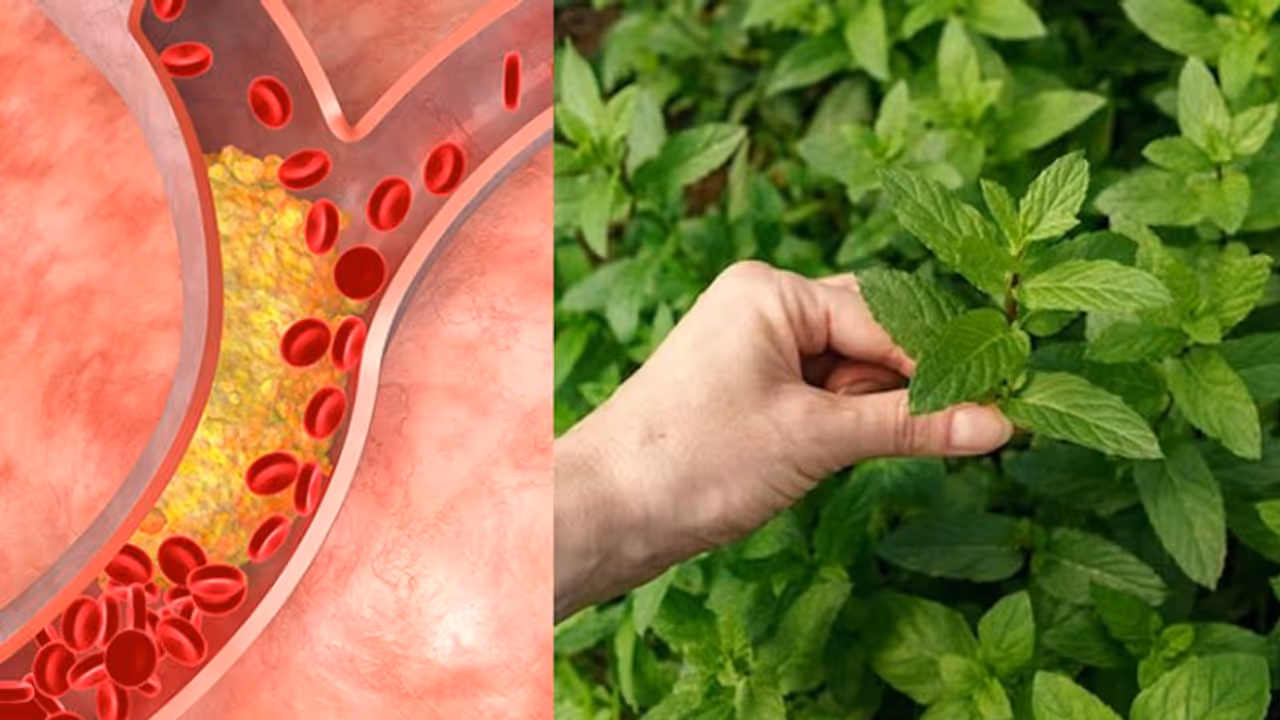 ഉയര്‍ന്ന കൊളസ്ട്രോള്‍ കുറയ്ക്കാന്‍ തുളസിയില ഇങ്ങനെ ഉപയോഗിക്കൂ... 