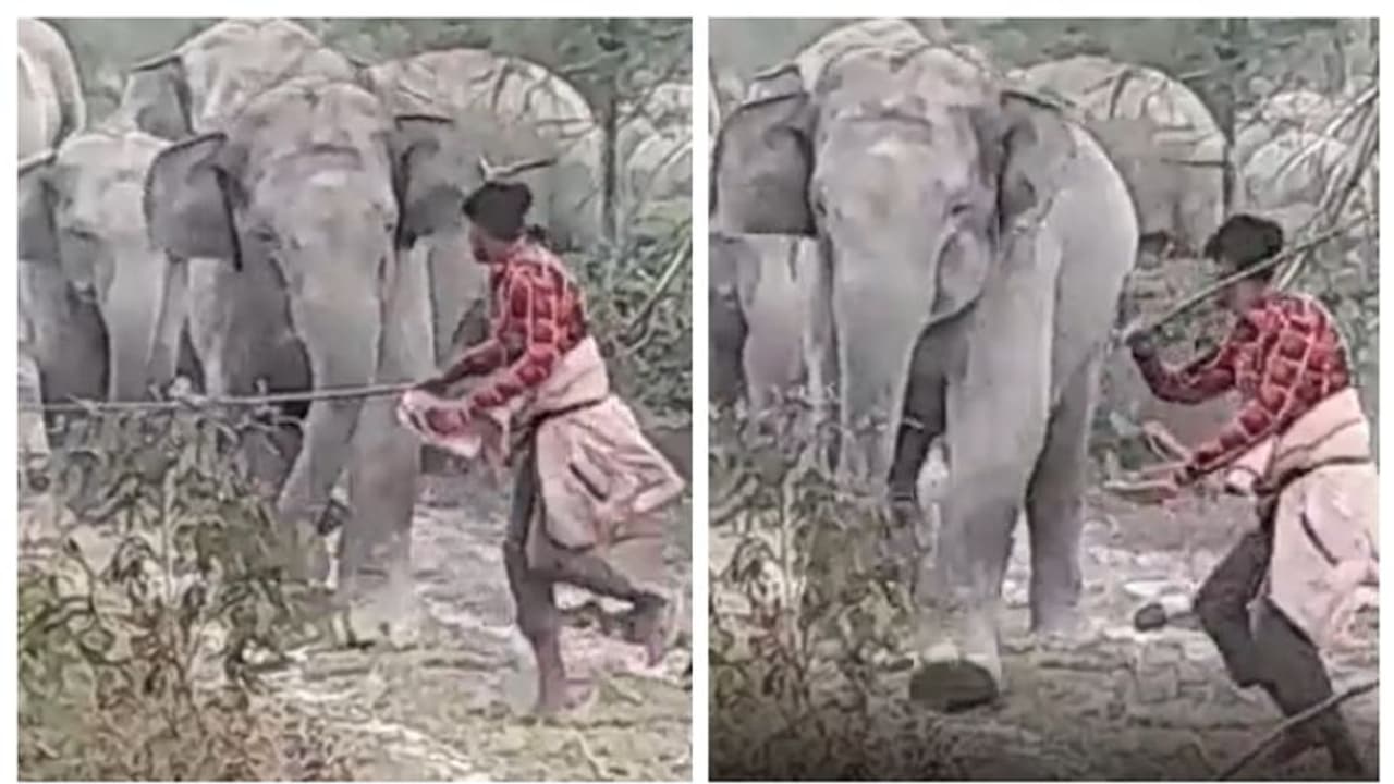 വെറും ഭ്രാന്ത്, അല്ലാതെന്ത്? ആനക്കൂട്ടത്തെ ചുള്ളിക്കമ്പുമായി ആക്രമിക്കുന്ന യുവാവിന്റെ വീഡിയോ വൈറല് ! വെറും ഭ്രാന്ത്, അല്ലാതെന്ത്? ആനക്കൂട്ടത്തെ ചുള്ളിക്കമ്പുമായി ആക്രമിക്കുന്ന യുവാവിന്റെ വീഡിയോ വൈറല് !