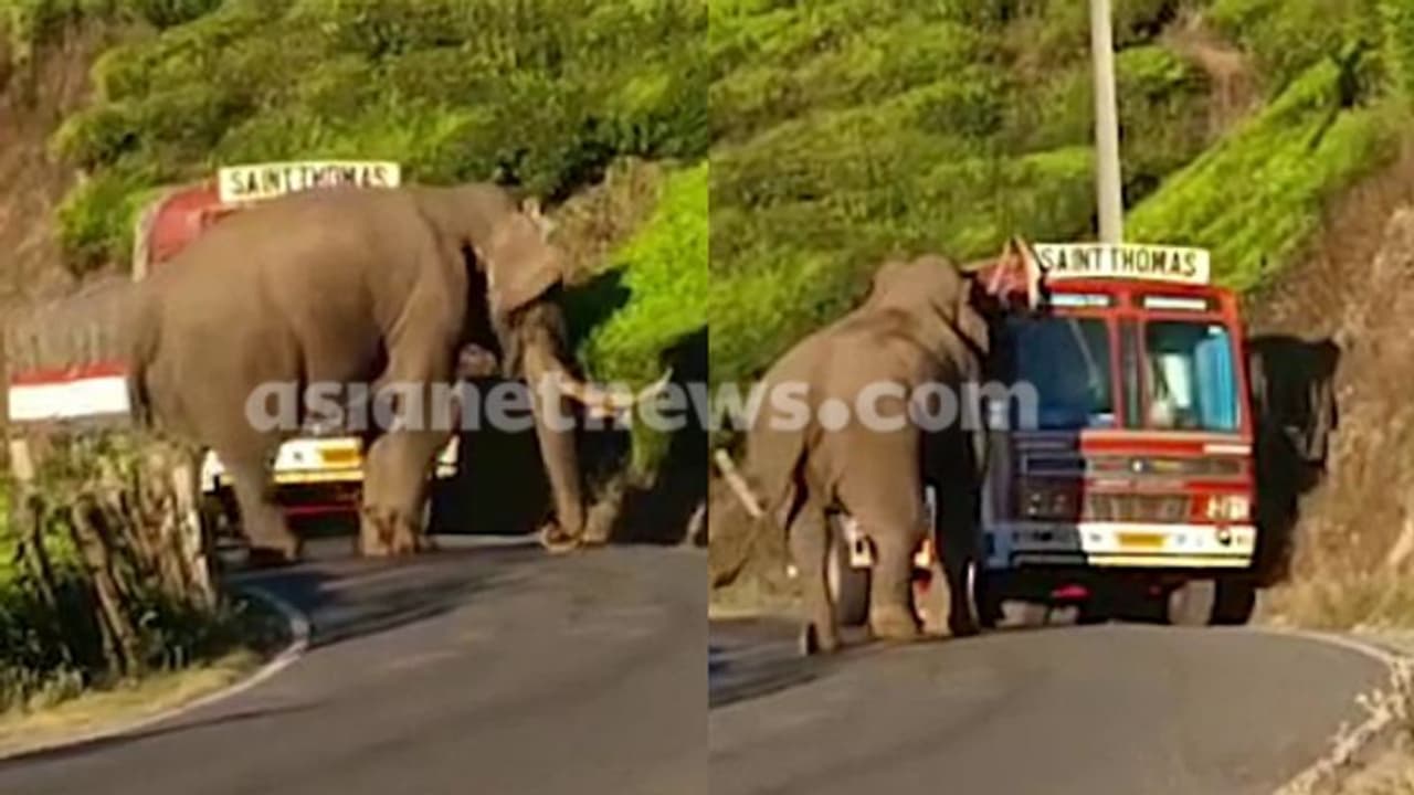 മൂന്നാറിൽ ലോറി തടഞ്ഞ് പടയപ്പ; ഒരു മണിക്കൂറിലേറെ നേരം ഗതാഗത തടസ്സം, തോട്ടം തൊഴിലാളികൾ ബഹളം വെച്ചപ്പോൾ പിന്മാറി മൂന്നാറിൽ ലോറി തടഞ്ഞ് പടയപ്പ; ഒരു മണിക്കൂറിലേറെ നേരം ഗതാഗത തടസ്സം, തോട്ടം തൊഴിലാളികൾ ബഹളം വെച്ചപ്പോൾ പിന്മാറി