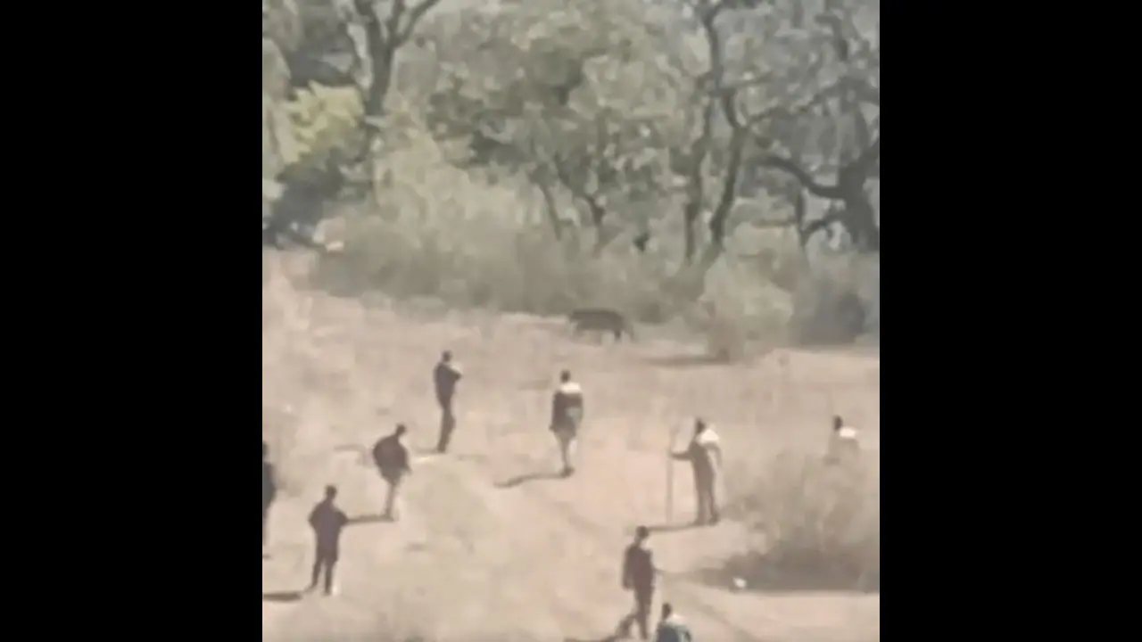 Video: Forest officials shoot dead leopard after series of attacks in Uttarakhand's Tehri district (WATCH)