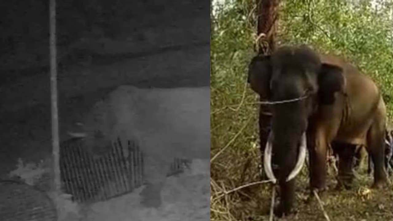 വടക്കനാട് കൊമ്പന്റെ 'ഒക്കച്ചങ്ങായി', വെളിച്ചമടിച്ചാൽ പാഞ്ഞടുക്കും, പിന്തുടരാൻ മടിയില്ലാത്ത 'മുട്ടിക്കൊമ്പൻ' വടക്കനാട് കൊമ്പന്റെ 'ഒക്കച്ചങ്ങായി', വെളിച്ചമടിച്ചാൽ പാഞ്ഞടുക്കും, പിന്തുടരാൻ മടിയില്ലാത്ത 'മുട്ടിക്കൊമ്പൻ'