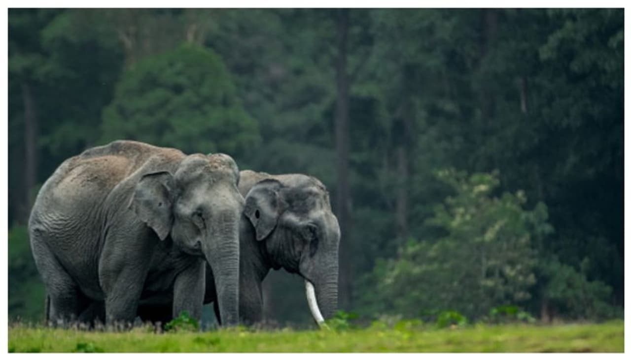 Jamnagar: Top 5 wildlife Sanctuaries & nature locations you must visit